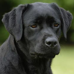 Or&iacute;genes del perro Labrador
